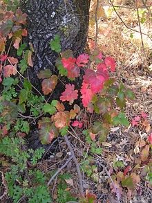 fall poison oak