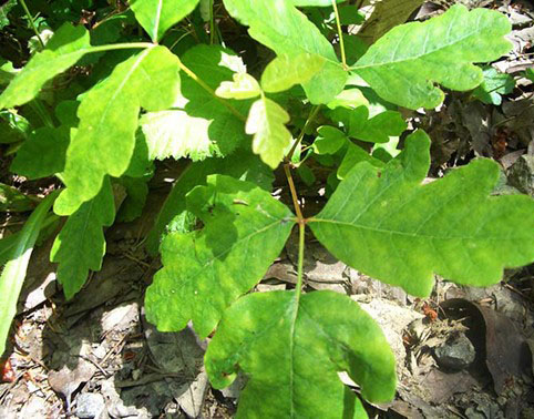 spring poison oak