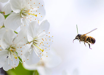 Seasonal Allergies by Megan Adams