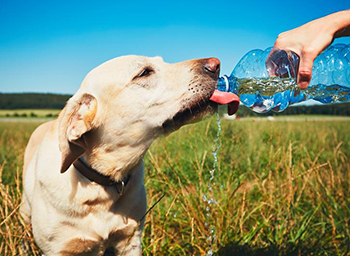 Summer Safety Tips for You and Your Pets by Leslie Castro