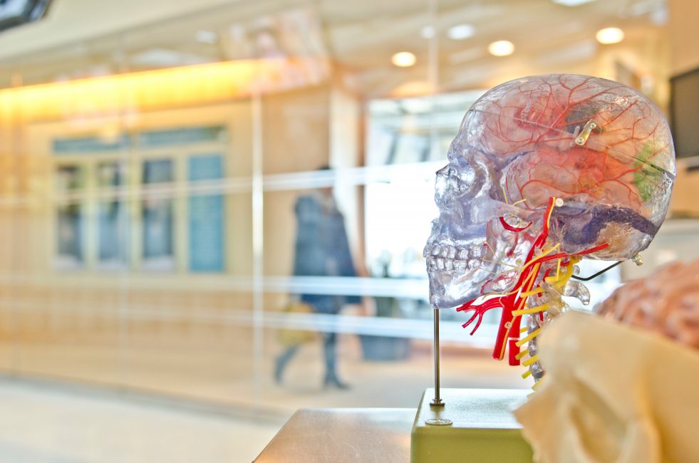 transparent sculpture of the human skull