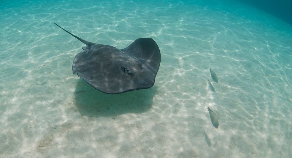 Stingray Stings