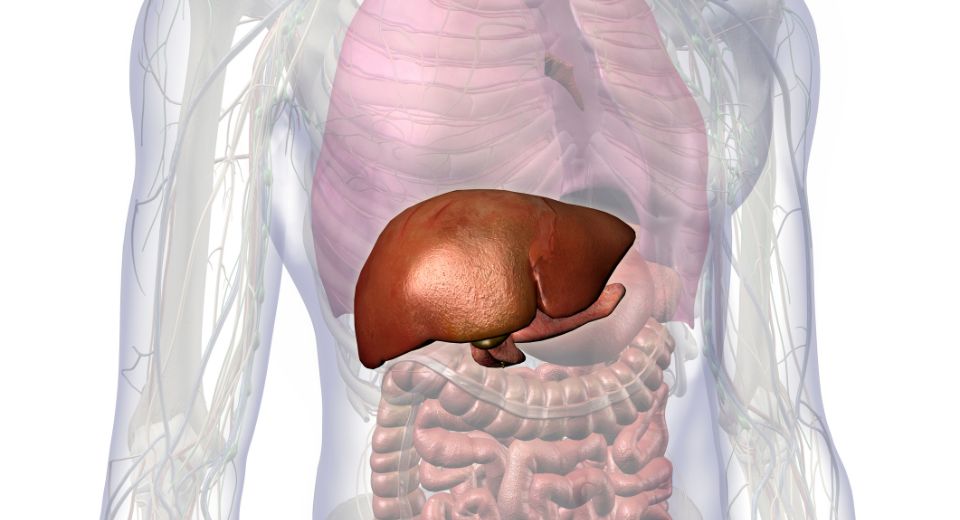 The Function and Purpose of the Liver
