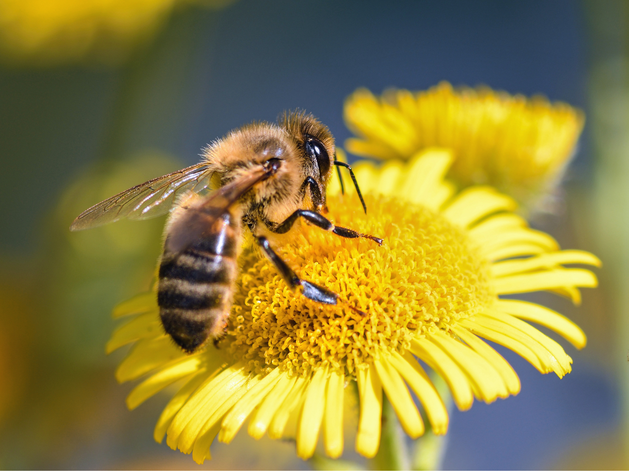 First Aid: Bee Stings and Bug Bites
